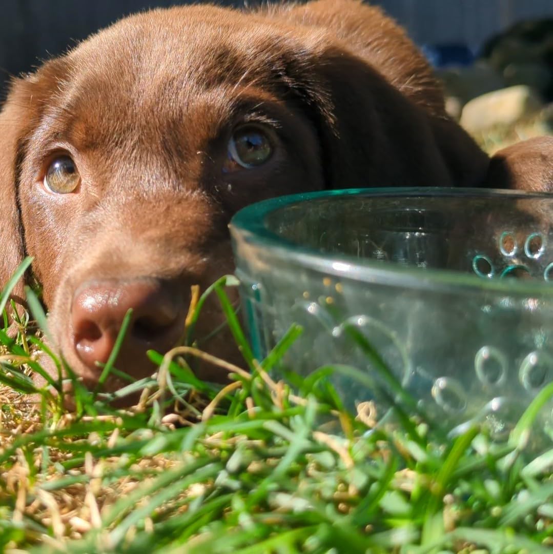COURONNE CO. Fetch Recycled Glass Dog Bowl, Large 60oz Sustainable Pet Feeding Dish, Durable Dishwasher-Safe Clear Glass Design