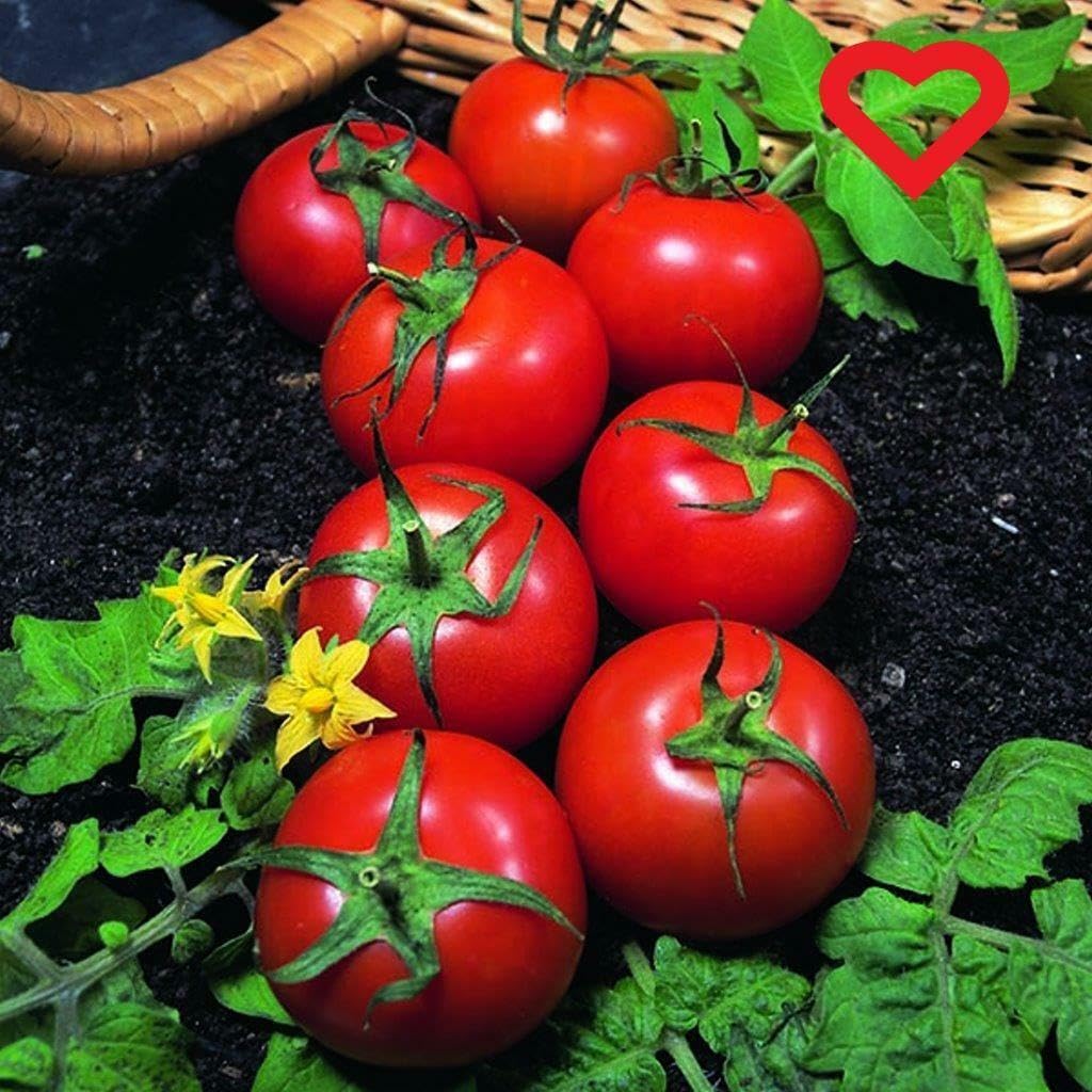 Buy4seeds 80 Seeds Tomato Harbinger Heritage Vegetable Easy to Grow
