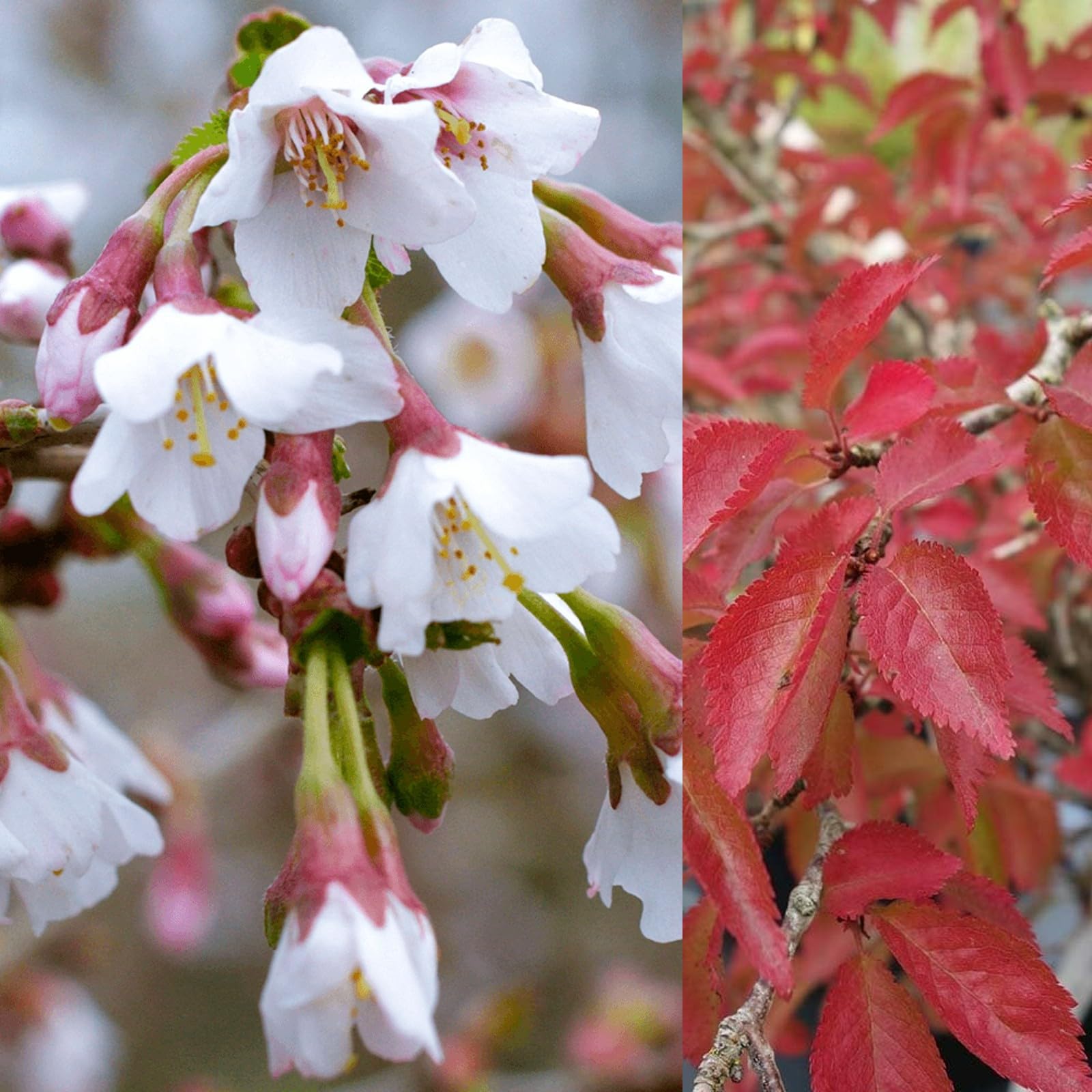 Carbeth Plants Prunus incisa Kojo-no-mai - Fuji Cherry - Plant in 9cm Pot