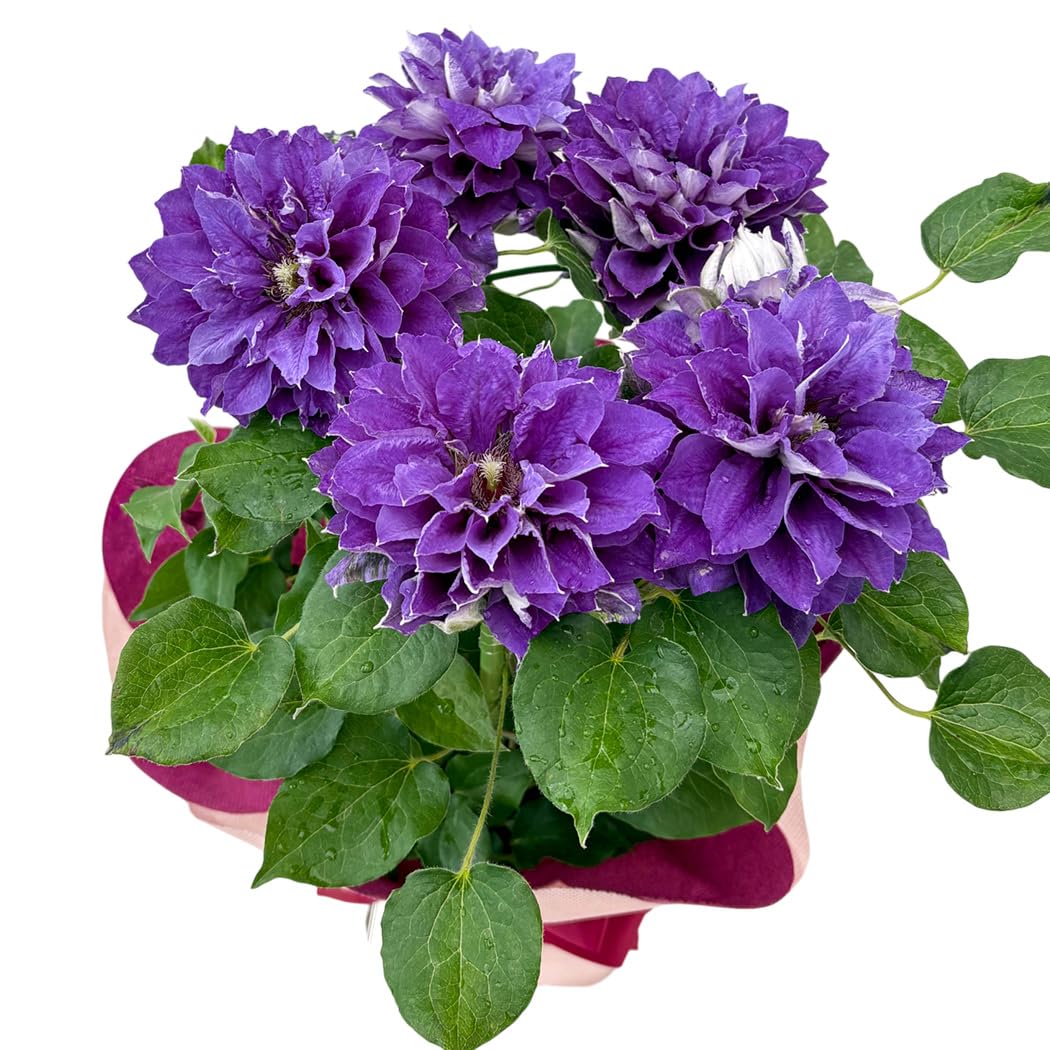 Amazon｜【心を込めて贈る】 母の日 花 クレマチス 新紫玉 5号鉢