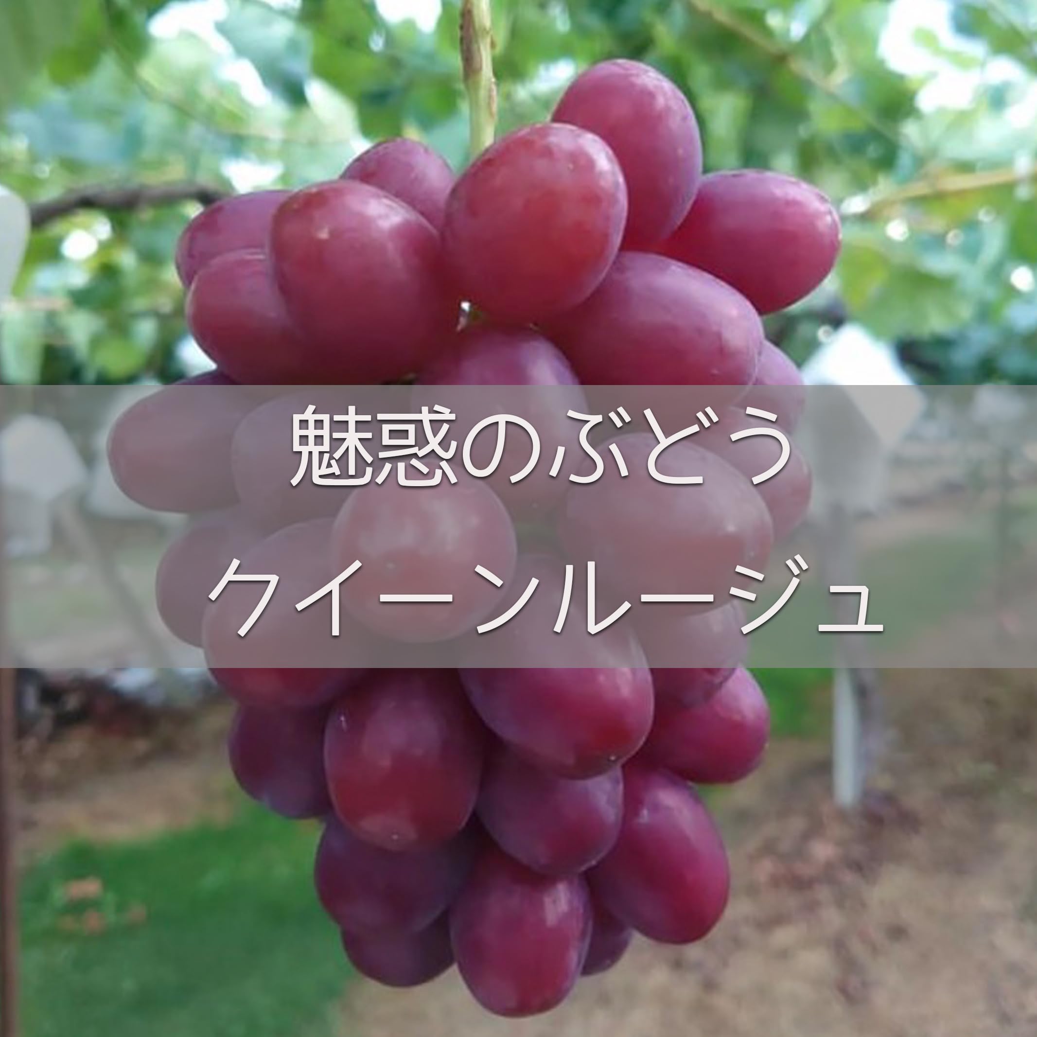 Amazon.co.jp: 【 クイーンルージュ 】 長野県産 2房(1房約400g前後