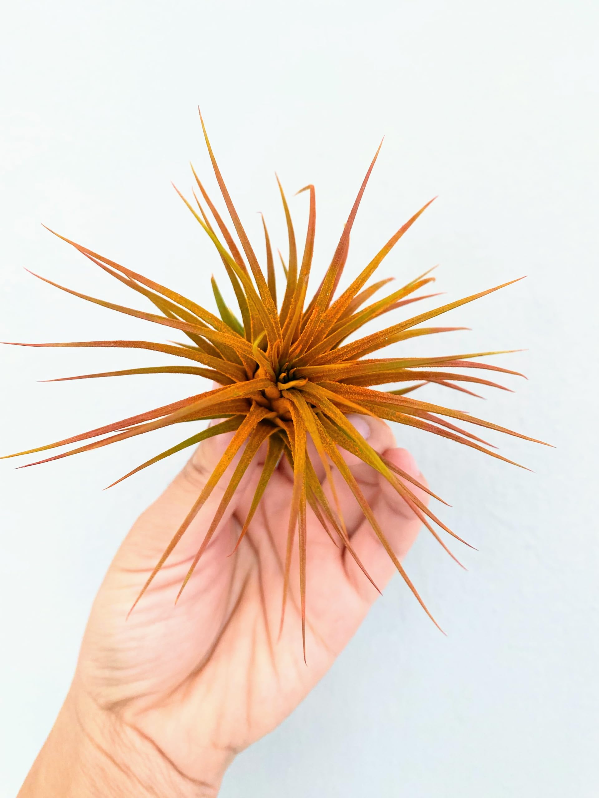 Lonantha Guatemala Tillandsia Live Air Plants- Live Tillandsia Succulent Great for House Indoor Plants, Home Decor & Gift (Orange)