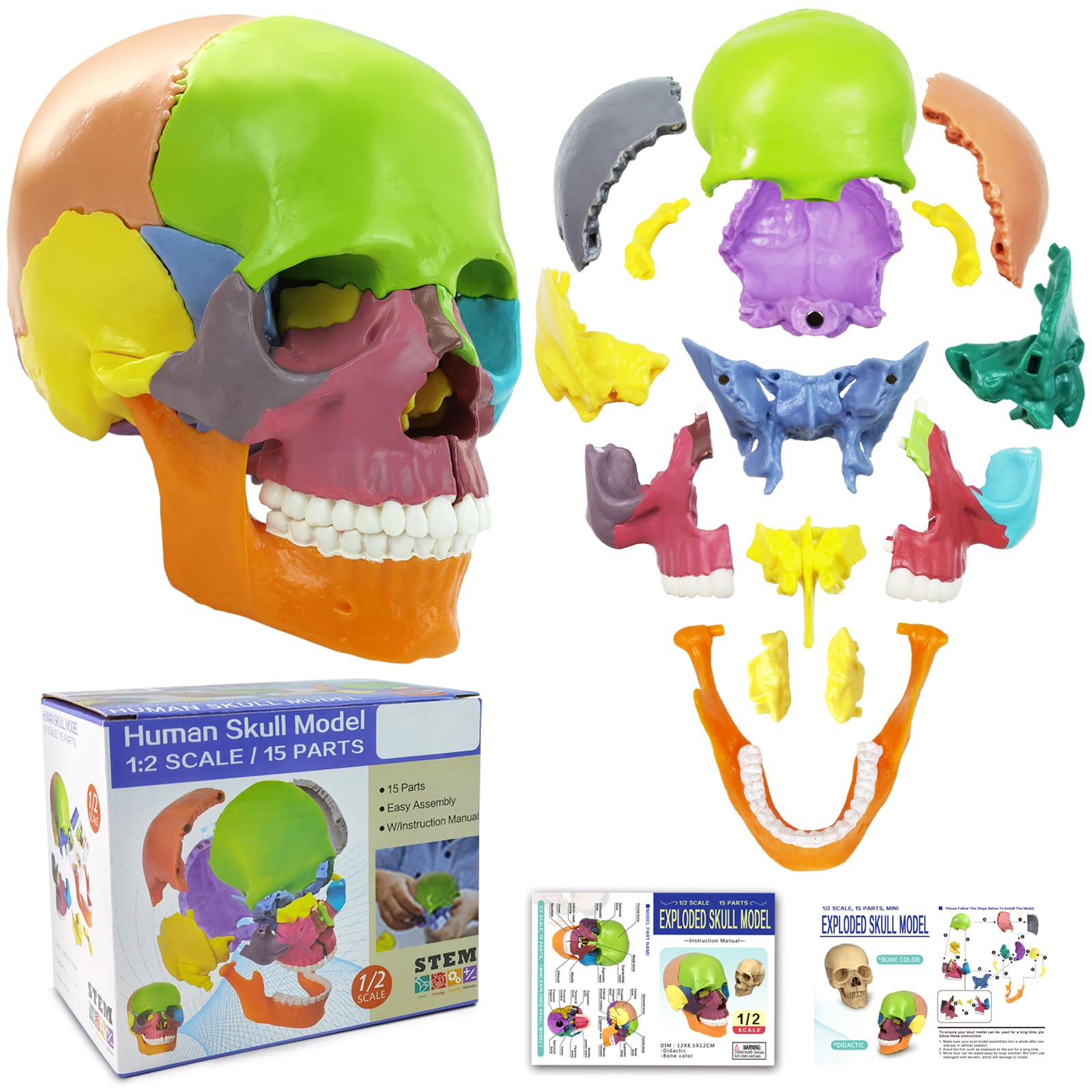 New Anatomy Skull Model 15 Parts Human Anatomy Exploded Skull Detachable Palm-Sized Mini Human Color Medical Skull Model,Medical Dental Clinic Teaching Equipment,Learning with Color Study Manual