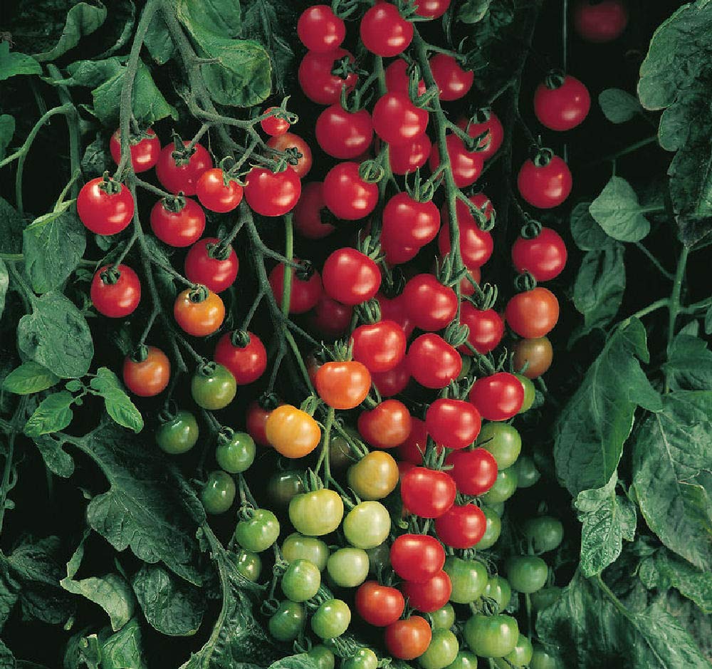 Viridis Hortus - 15 x Tomato Super Sweet 100 VF Vegetable Seeds (GMO Free)