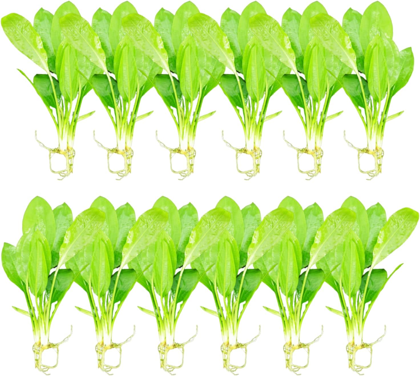 Mainam Amazon Sword Echinodorus Bleheri Tropical Freshwater Live Aquarium Plant Decorations (12 Pack)