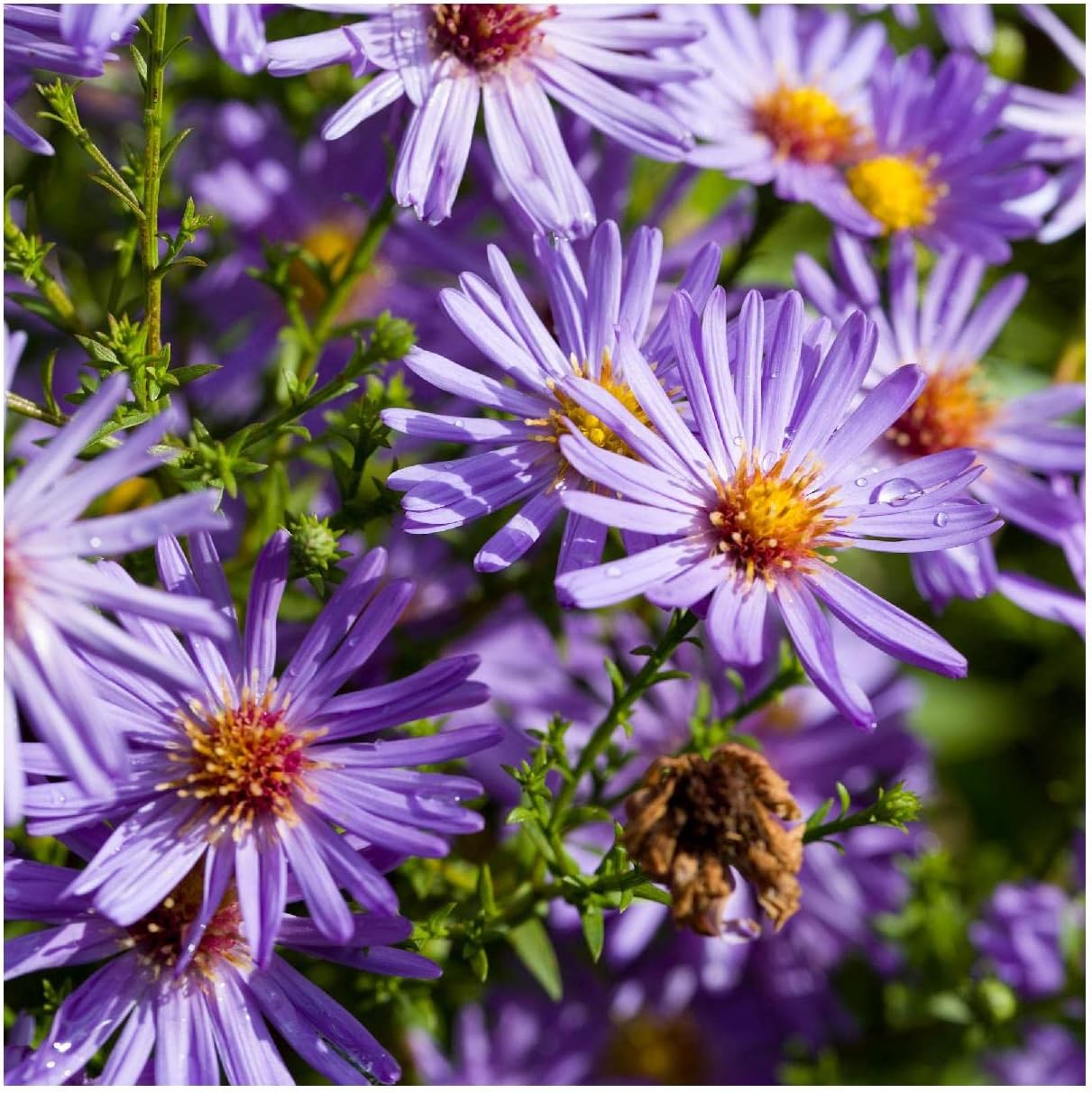 Everwilde Farms - 1 Oz Showy Aster Native Wildflower Seeds - Gold Vault