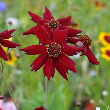 Eden Brothers Coreopsis Seeds - Amulet
