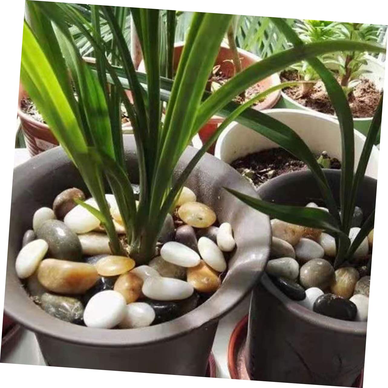 HANABASS 2bolsas Piedras Naturales Para Acuarios y Jardines De Guijarros Decorativos Para Decoración De Plantas y Vasos