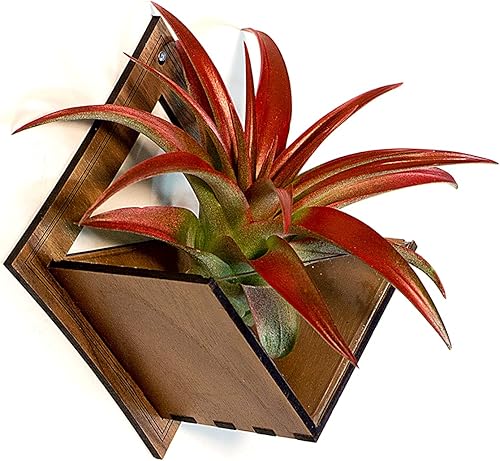 Miniatura 3 de Maceta colgante de pared 9/ Nogal - Soporte para plantas de aire, colgador de plantas para Tillandsia, suculentas, cactus - Exhibición Aerium