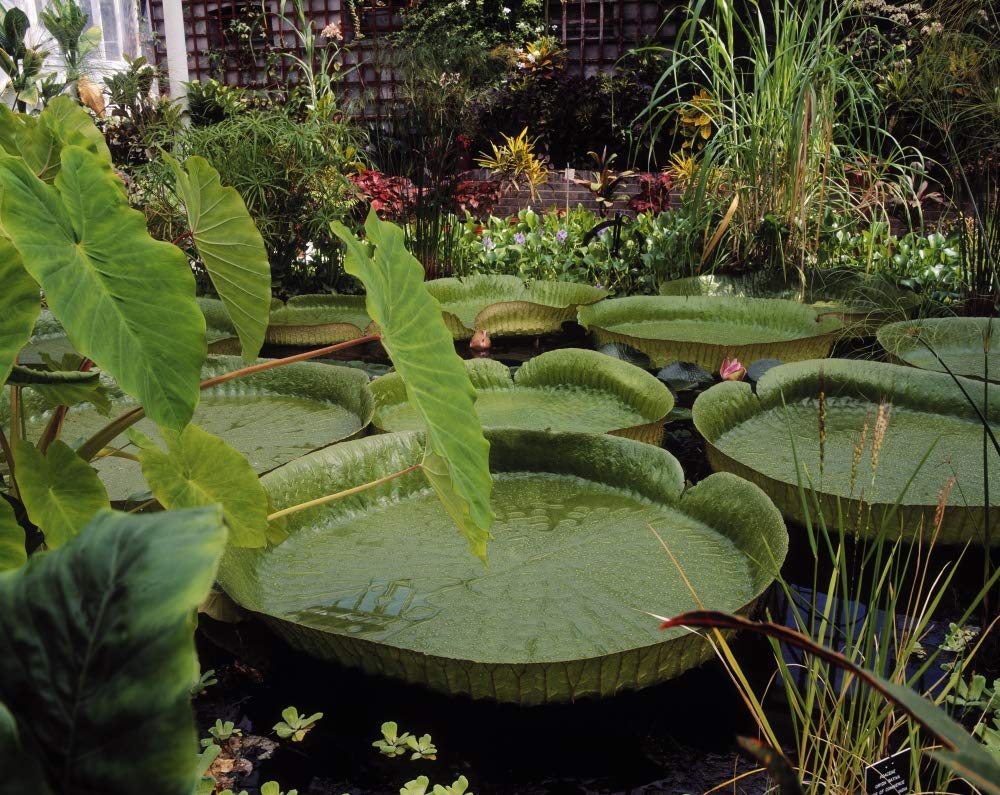 Amazon Lily, The Victoria House, Great Palm House, Botanic Gardens, Dublin, Co Dublin, Ireland by The Irish Image Collection / Design Pics (32 x 24)