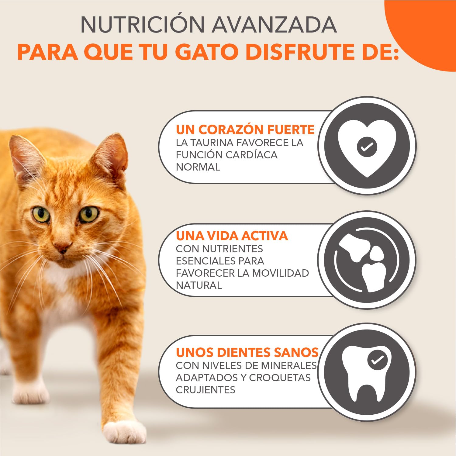 IAMS Alimento Seco para Gatos Senior con Atún, 10kg
