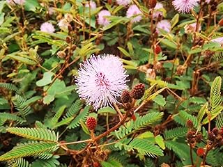 NO-GMO 90 Seeds, Shy Plant, Sensitive Plant Seeds Mimosa Touch me not,Flower Gardening House Plant Seeds Heirloom Seeds