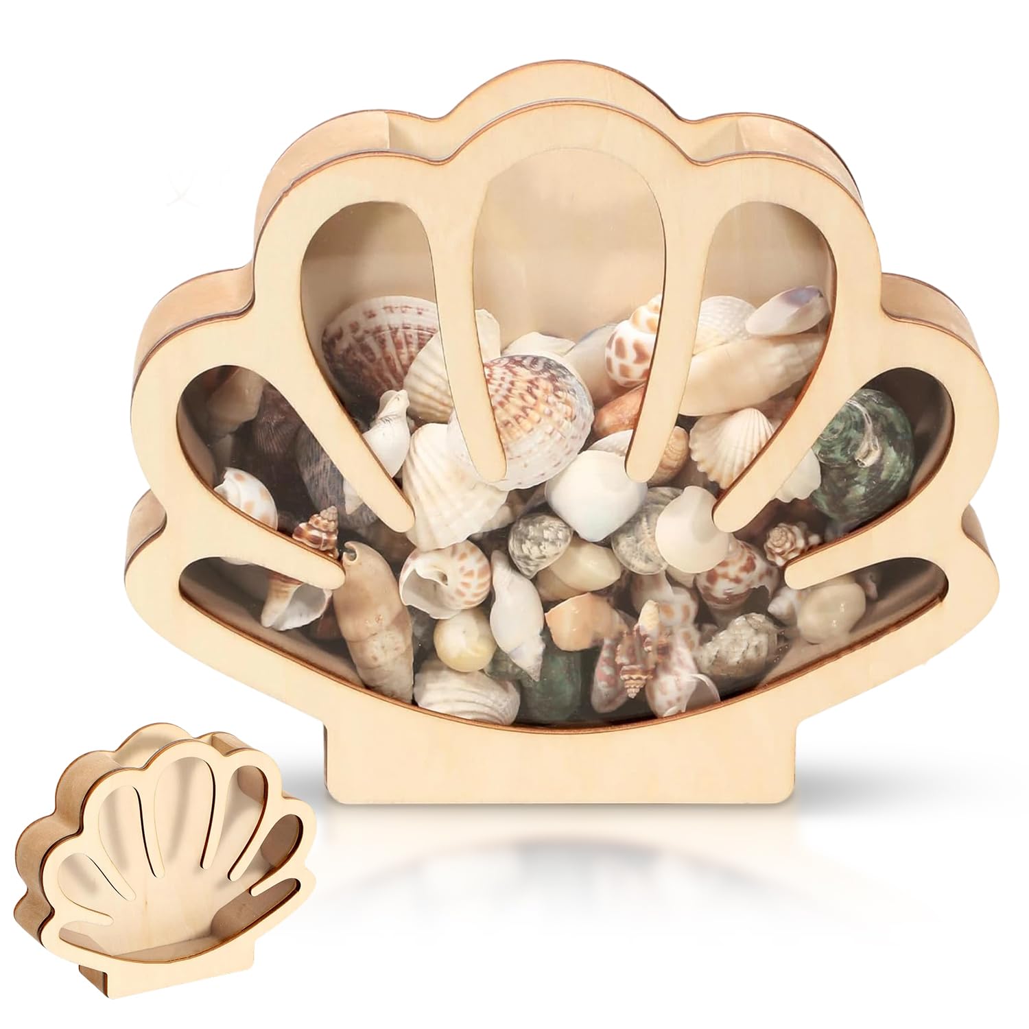 Seashell Display Case Wooden Seashell Display Box with Acrylic Panel Ocean Gifts Beach Gifts Sea Shell Storage Box Coastal Decor Seashell Display Box Shell Beads Shell Bracelet Storage Box