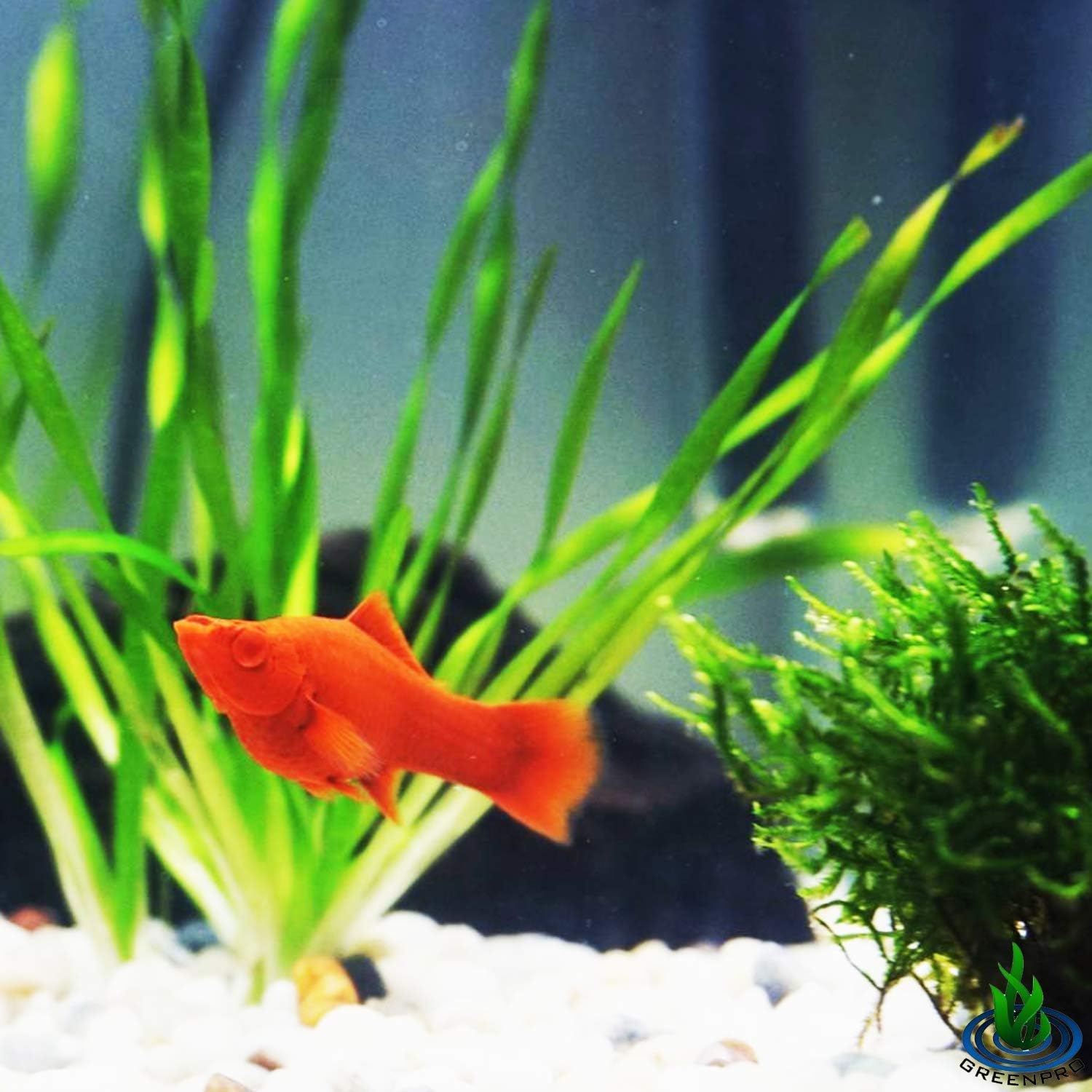 Greenpro Vallisneria Americana Asiatica | Cockscrew Jungle Val Tall 3-Bunch Freshwater Live Aquarium Plants Background Fish Tank