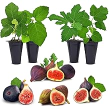 Fig Tree Collection (4 Pack) Edible Fruit Plant from Our Optimal Picks | Easy to Grow Plants for Sustainable Living | Grow Your own Food on Your Edible Organic Garden | Live for Planting | No Seeds