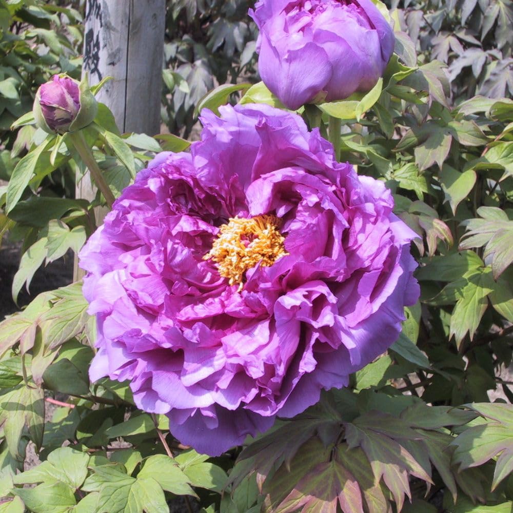 Tree Peony 'Lavender' – Large Lavender Blooms with Golden Stamens, Hardy & Low Maintenance, Perfect for Garden Beds or Containers - 1x 12cm Potted Plants by Thompson & Morgan