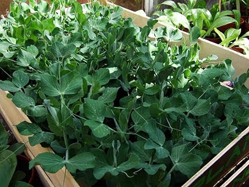 Miniatura 3 de Willet's Wonder English Pea - Muy prolíficos y sabrosos guisantes verdes dulcesMmmmm(25 - Semillas)