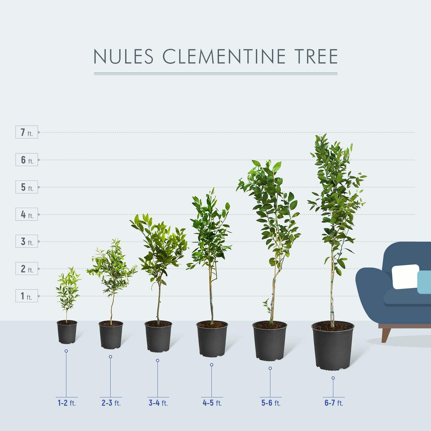 Brighter Blooms - Nules Clementine Tree, 5-6 Feet - Live Fruit Plant - No Shipping to AL, AZ, CA, FL, GA, LA, OR, TX, MS