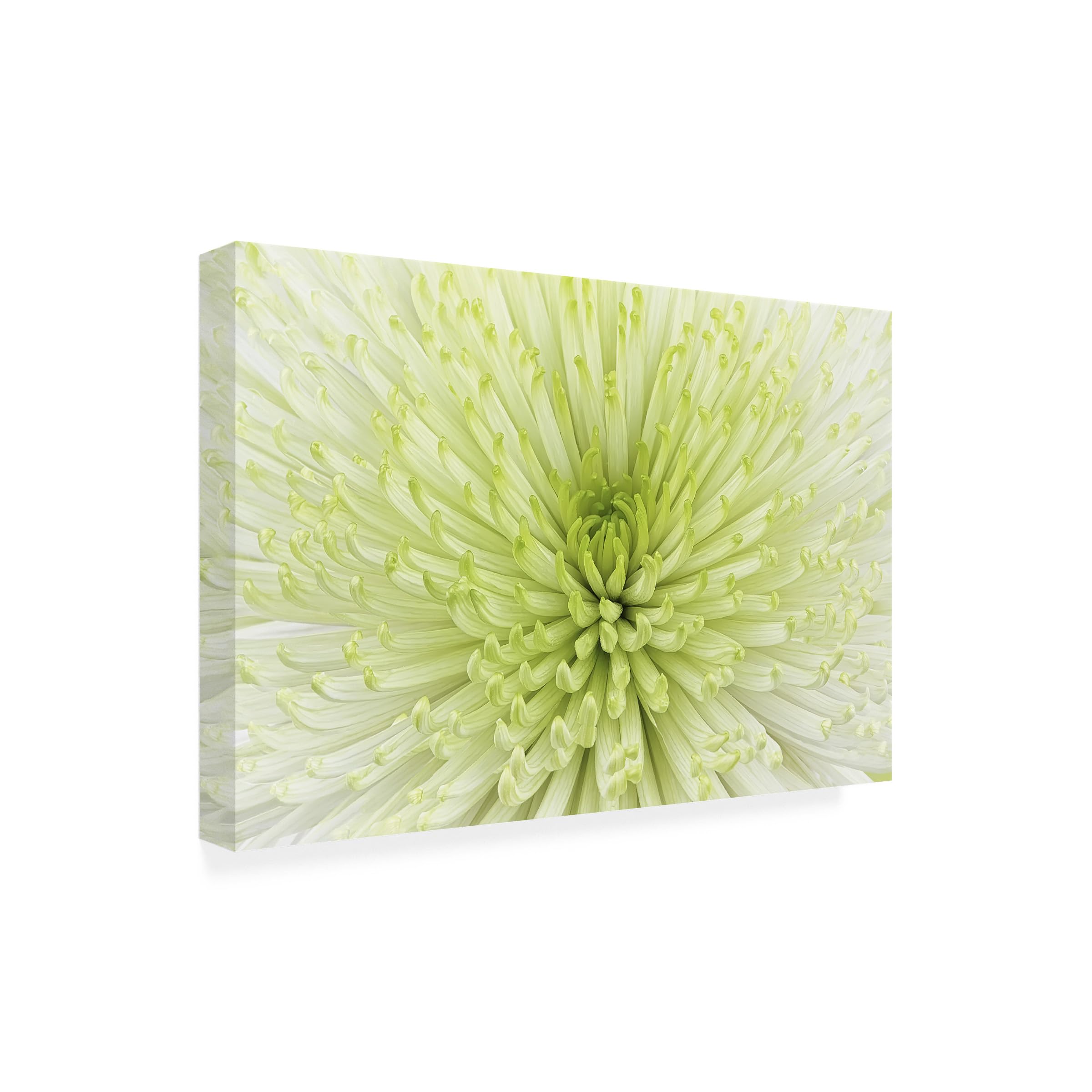 Cora Niele Lime Light Spider Mum Canvas
