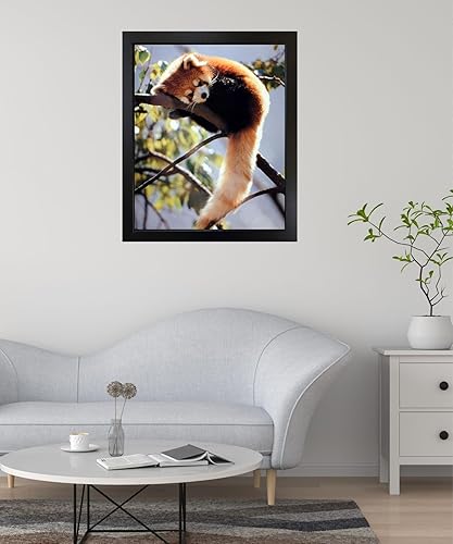 Miniatura 5 de Póster impreso con diseño de panda rojo sentado en un árbol y vida silvestre (16 x 20 pulgadas)