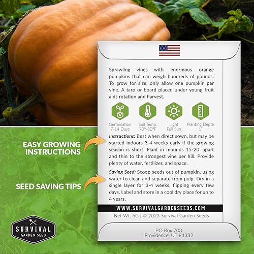 Miniatura 2 de Atlantic - Semillas de calabaza gigante para plantar, 1 paquete con instrucciones para plantar y cultivar calabazas extremadamente grandes