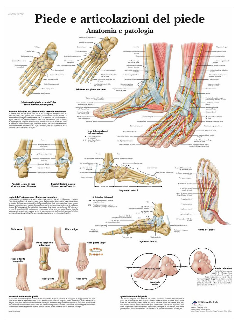 3B Scientific – Laminated Shoulder & Elbow Chart – Anatomy & Pathology – UV & Dust-Protected Poster for Study, Teaching & Clinics