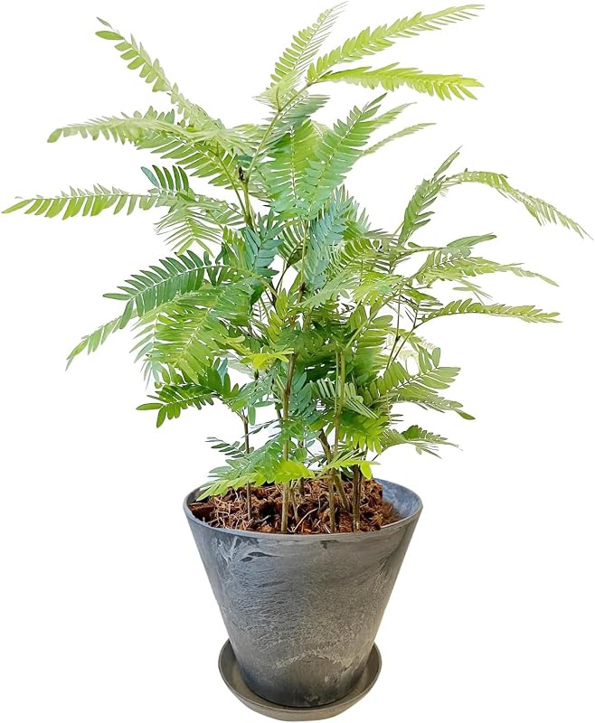 l'arbre blanc エバーフレッシュ ねむの木 観葉植物 本物 4号鉢 高さ25cm前後 小型【育てやすい底面給水鉢で色が選べる】グレー