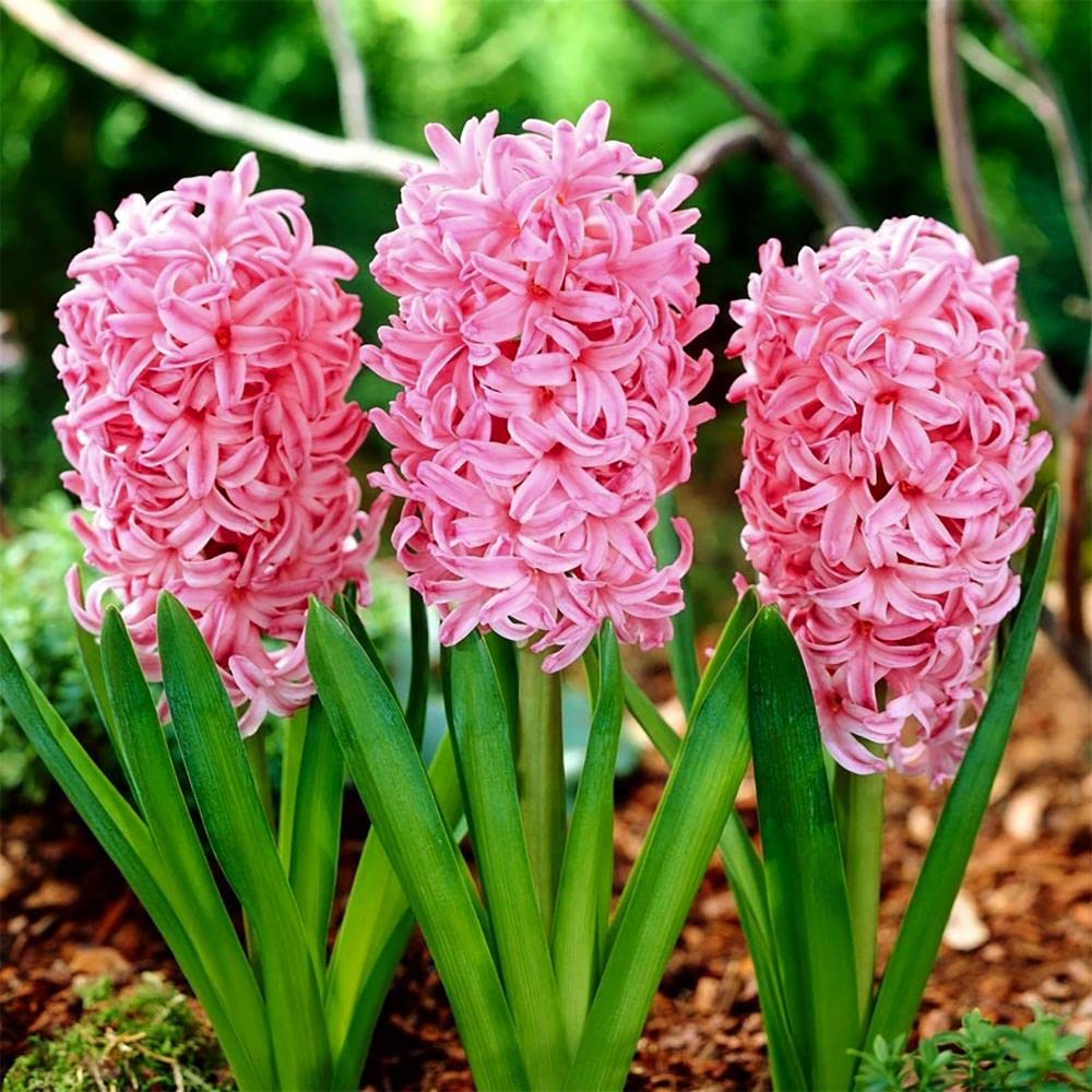 Blue Magic Design 3 prepared fragrant bedding Anne Marie Hyacinth corm perennial plant - 16/17cm Pink flower bulbs - Summer Autumn gardening