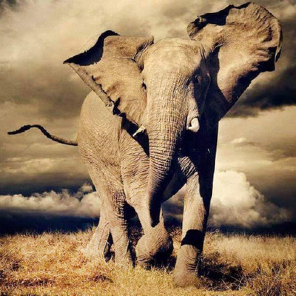 Peinture diamant 5D éléphant broderie d'art animalier pour s'évader