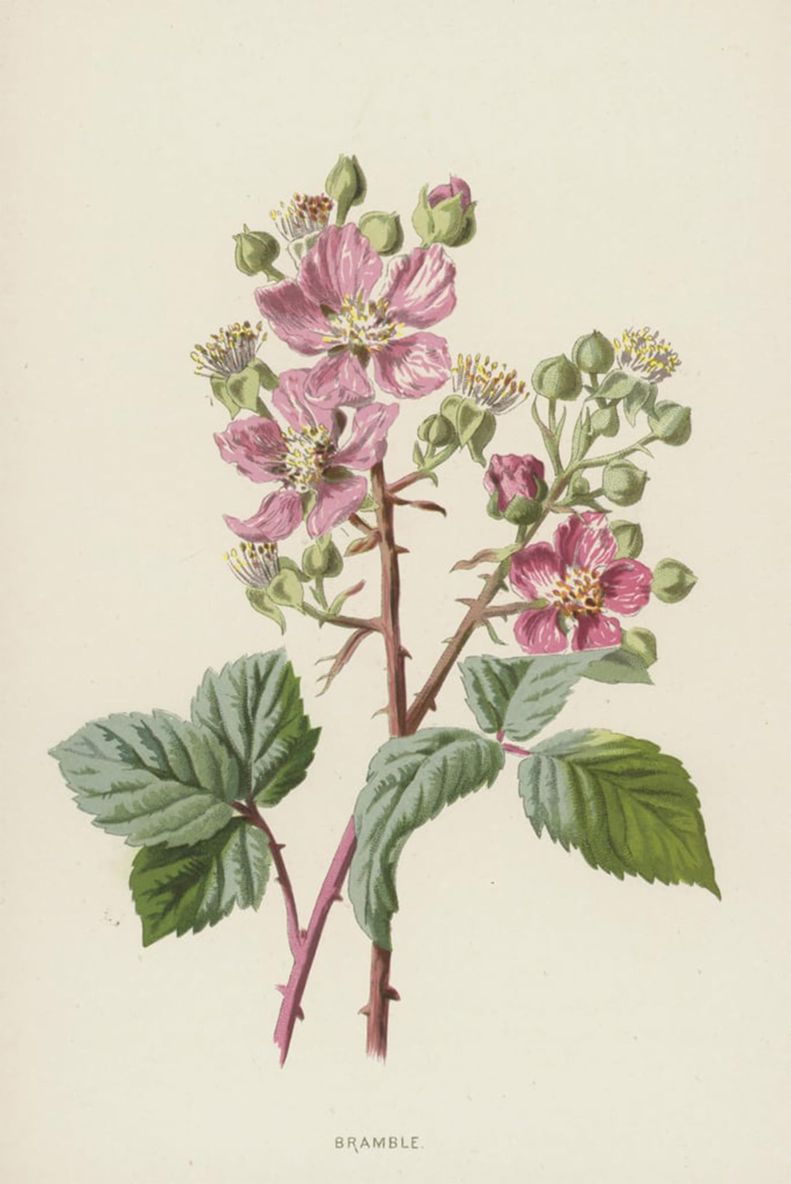 POSTERIIk Famous Modern Artwork Art Mural Bramble by Frederick Edward Hulme Oil Paintings Pictures for Home Decor 60x90cm