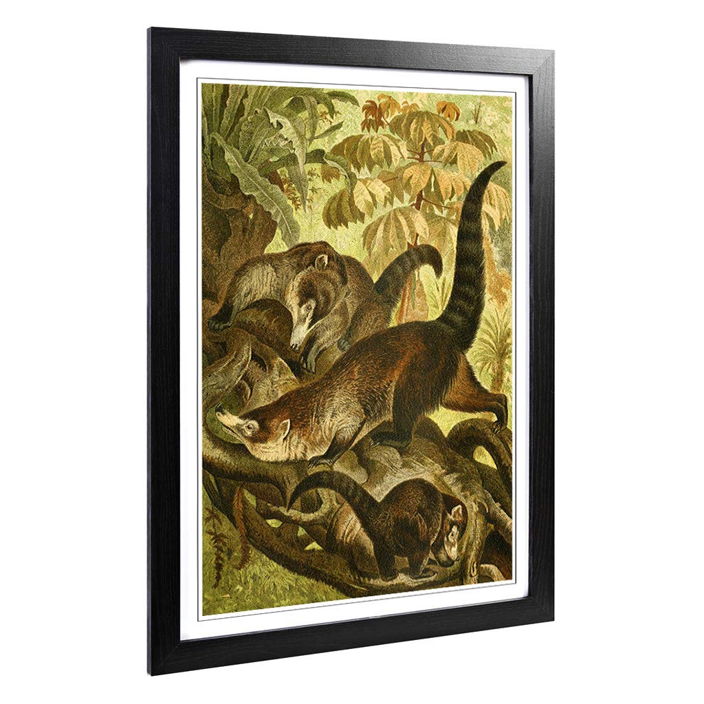 Big Box Art Framed Print of Vintage Brehms Tierlben White-Nosed Coati Design | Wall Art Picture | Home Decor for Kitchen, Living Room, Bedroom, Hallway, Black, A2 / 24.5x18 Inch / 62x45cm