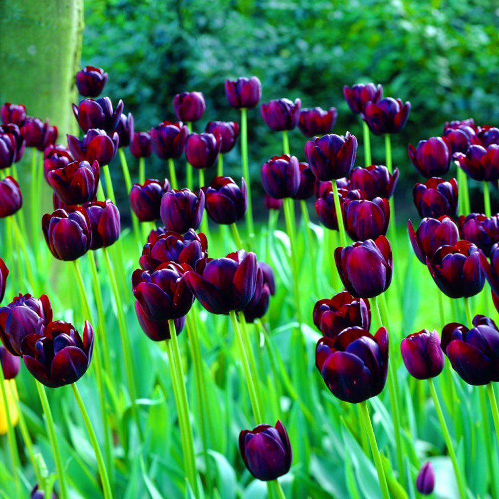 Regina della Notte Tulipano Viola Scuro Interno Esterno Bulbi Fioritura Primaverile Piante