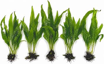 Java Fern Bare Root | Microsorum Pteropus - Low Light Freshwater Aquarium Plant - 1,000,000+ Plants Sold AquaLeaf Aquatics