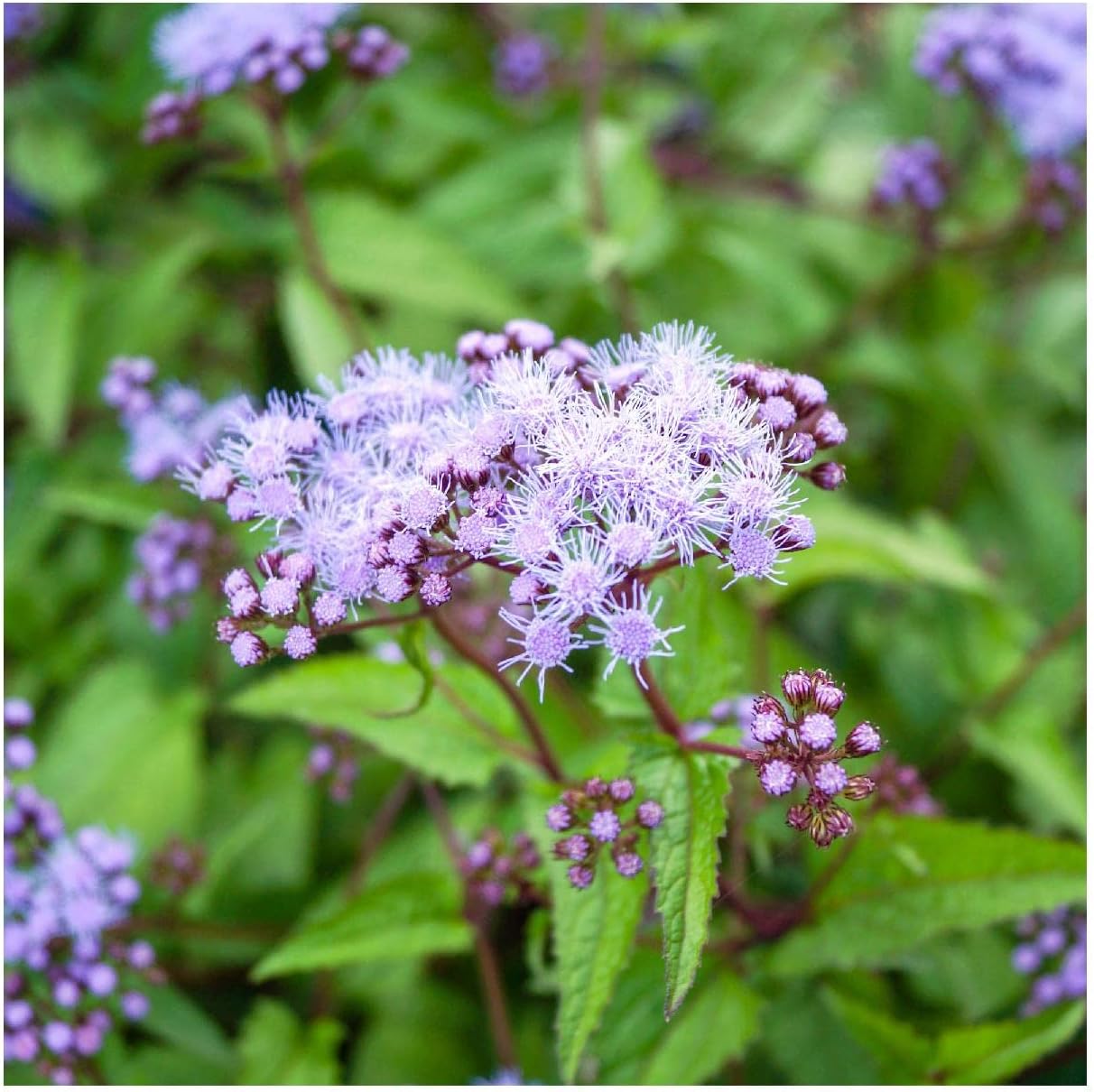 Everwilde Farms - 1/4 Lb Mistflower Native Wildflower Seeds - Gold Vault