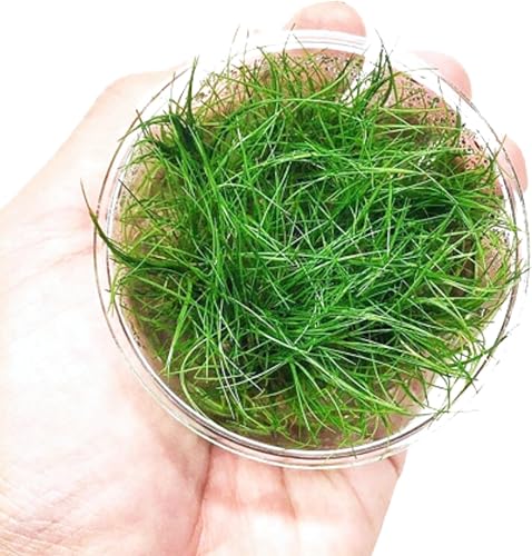 Enano Hairgrass Eleocharis Sp 1 Mini Taza de Cultura de Tejido de Agua Dulce Acuario Vivo, Plantas Decoración BUY2GET1FREE