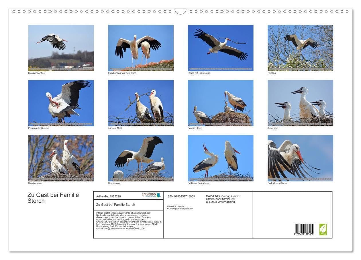 Zu Gast bei Familie Storch (Wandkalender 2026 DIN A2 quer), CALVENDO Monatskalender: Störche ... gern gesehene Gäste in Deutschland (CALVENDO Tiere)