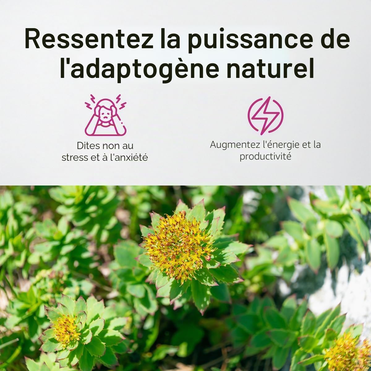Rhodiola rosea 500 mg 180 gélules Extrait de racine titré à 3 % de salidroside Végan, sans agents de remplissage artificiels, sans allergènes