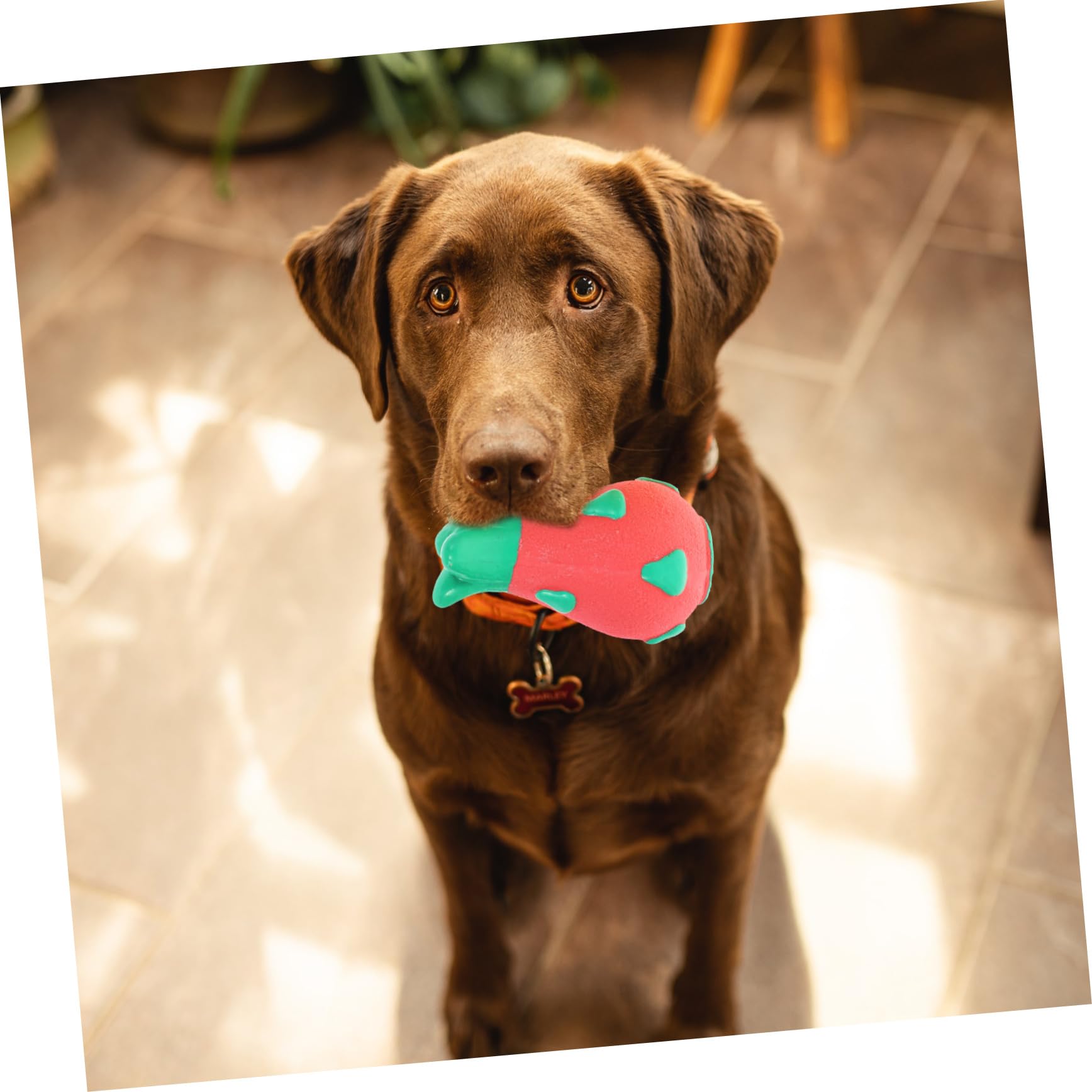 BESPORTBLE 6 Piezas De Juguetes para Masticar para Mascotas Juguete Chirriante para Cachorros Juguete Chirriante para Mascotas Juguetes para Masticar Perros Juguete para Chupete para