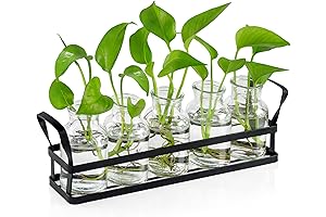 Propogation Stations: Enhance your Indoor Decor with Natural Elegance