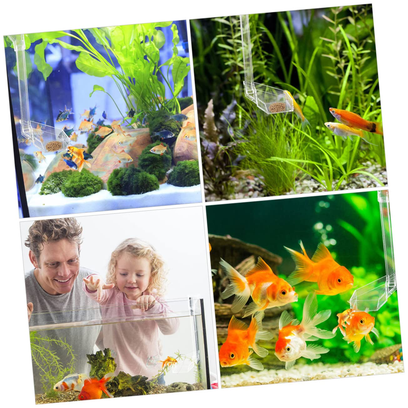 BESPORTBLE 3piezas Alimentador Acuario De Acrílico para Camarones Comedero Sinking para Peces Diseño Conveniente y Duradero para Acuarios y Peceras Fácil Instalación Ventosas Sin