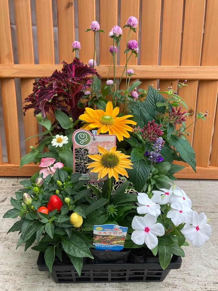 HANAページ*12点おまとめ Amazon.co.jp: 季節の花苗（12苗セット) 8種類以上 リーフ入り