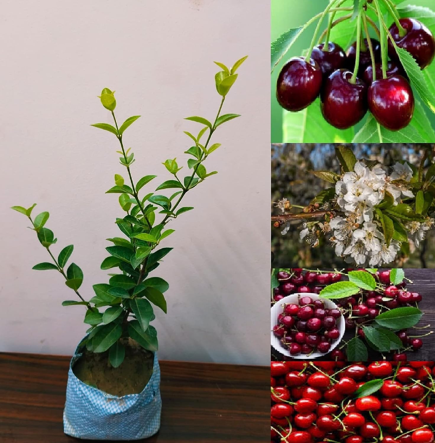 AGRO ALIVE Sonata Cherry Air layared hybrid - 1 Healthy Live Super Yielding Early Fruting Sonata Cherry Fruit Plant 1-1.5 Ft Height in Nursery Grow Bag for Home Garden (B0CGVV3MBS) Amazon Price History, Amazon Price Tracker