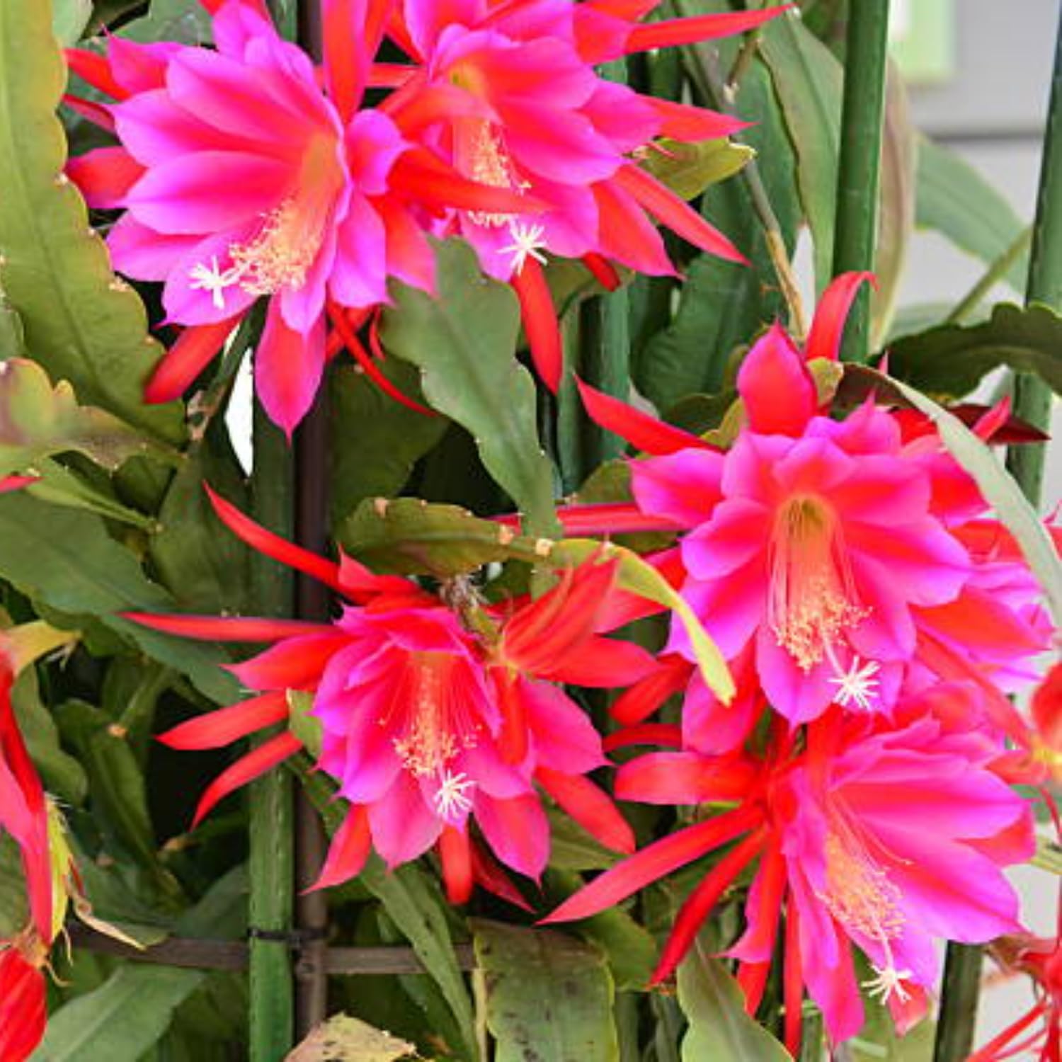 2 Epiphyllum Plants Live, Pink Epiphyllum Orchid Cactus Plants, 6 to 8 Inches Tall, Epiphyllum Rooted in 4 Inches Pot, Live Epiphyllum Orchid Cactus Plant, Ready to Plant