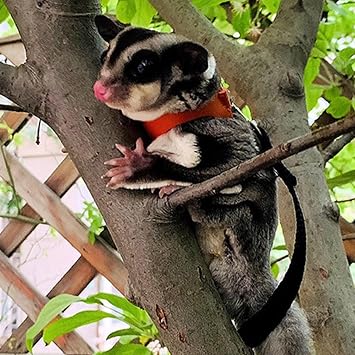 3 Pack Sugar Glider Harness and Leash Set Small Animal Training Walking Vest for Squirrel Hamster Rat-Green