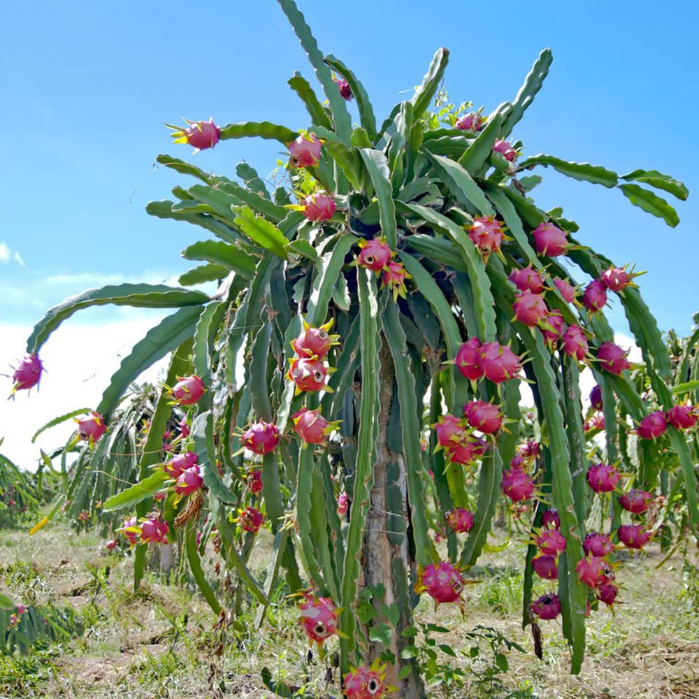 Pitahaya