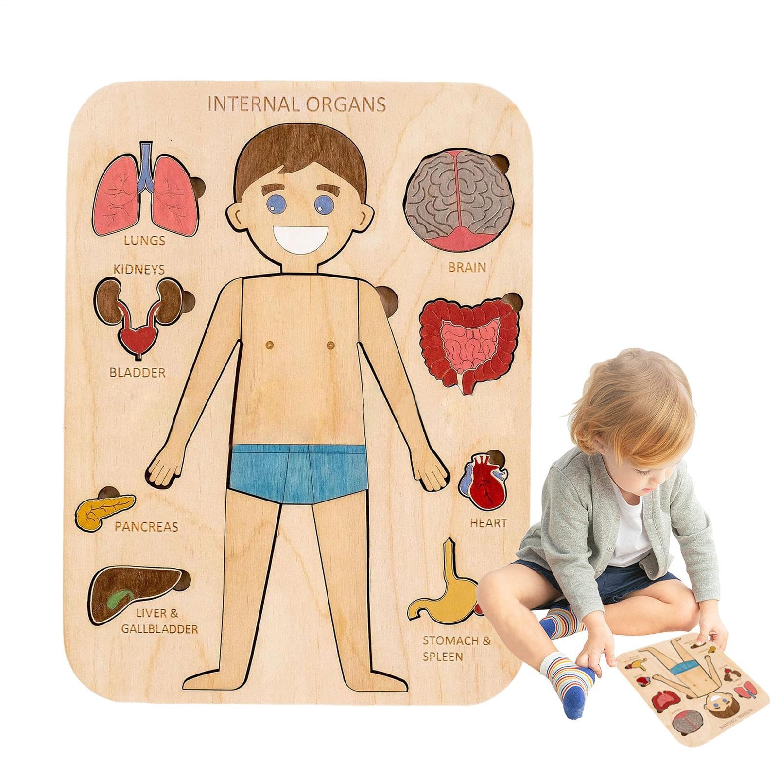 Puzzle du Corps, Puzzle en Bois Structure d'organes du Corps Humain, puz zle d'anatomie pour Les enf Ants de 3 à 5 Ans, Jeu pré-école pour Apprendre Les Parties humaines du co RPS, 29x21,5 cm