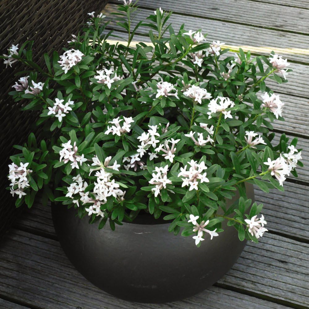 Daphne Plants 'Eternal Fragrance' Daphne x transatlantica 'Blafra' Evergreen Hardy Shrub Fragrant Palest Pink Blooms Easy to Grow Your Own Garden Flowers 1x 2 Litre Potted Plants By Thompson & Morgan