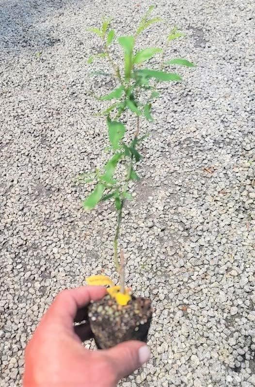 (1) Golden Curls Corkscrew Weeping Willow Starter