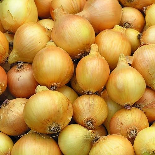 250 semillas de cebolla española dulce amarilla de Utah para plantar Lond Day Heirloom Non-GMO 0.04 oz de verduras de jardín a granel supervivencia