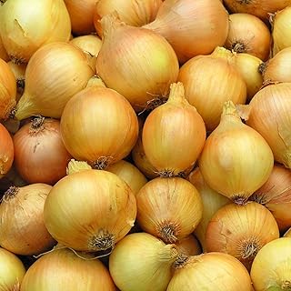 500 Utah Yellow Sweet Spanish Onion Seeds for Planting Lond Day Heirloom Non GMO 2 Grams Garden Vegetable Bulk Survival Ho...